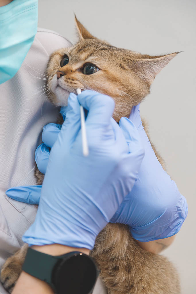 gato en consulta veterinaria