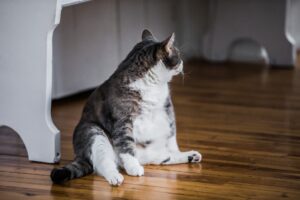 Gatos con sobrepeso: cómo controlar el exceso de peso de mi gato